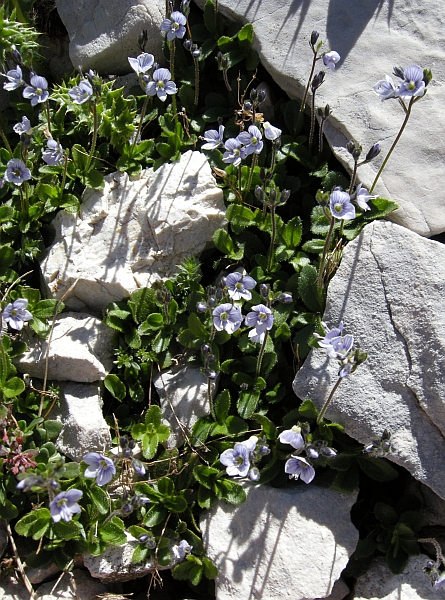 Veronica aphylla / Veronica minore